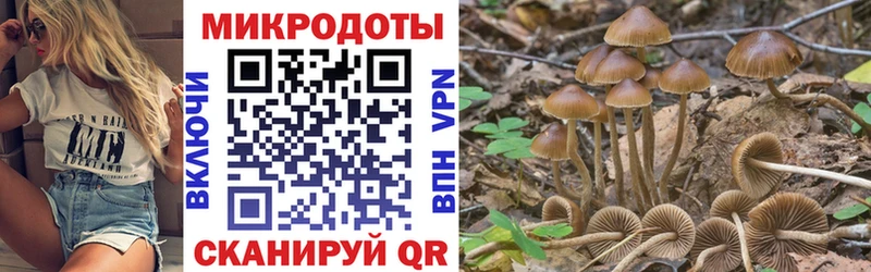 хочу   Сычёвка  mega вход  Галлюциногенные грибы мицелий 